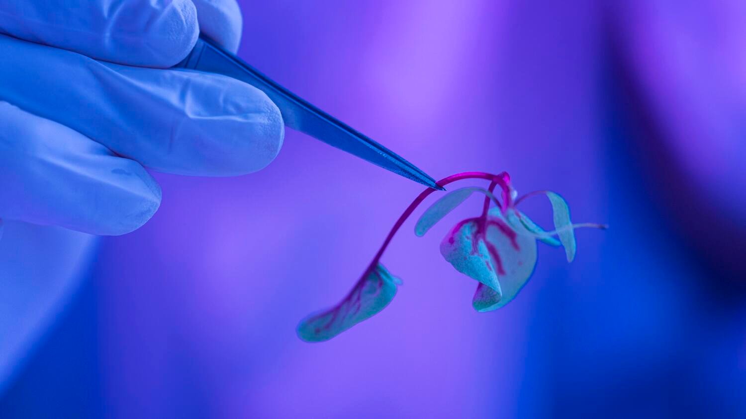 生命伦理学课程 - 科学家深入研究植物展示生物多样性伦理与生态研究道德实践 - ISEIE中国